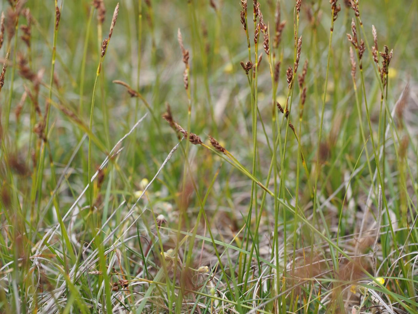 Sedge, (shiny fruited) plant